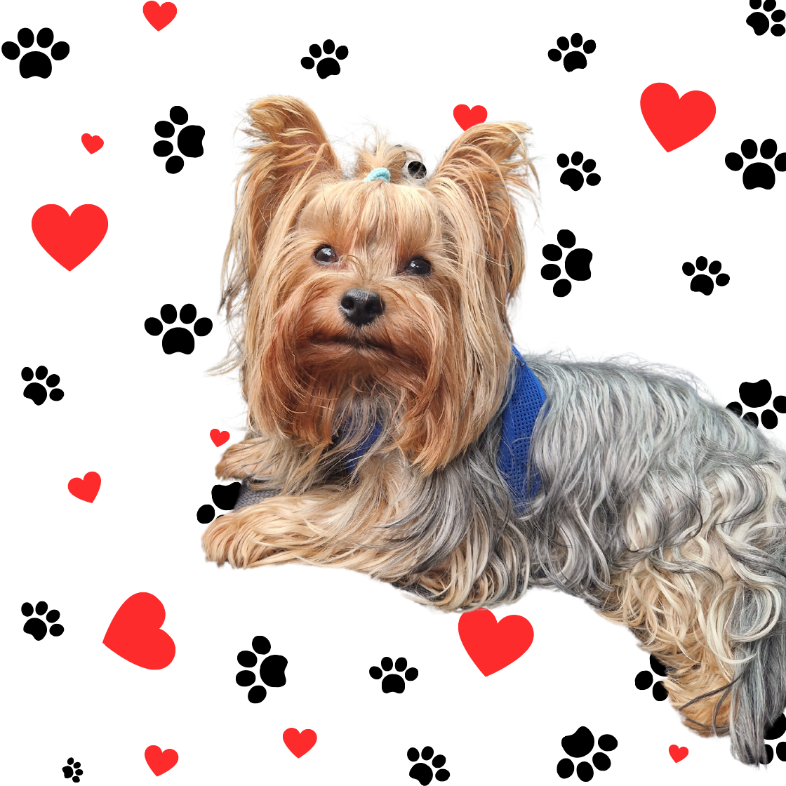 Yorkie Love: La Collezione per gli Amanti degli Yorkshire Terrier